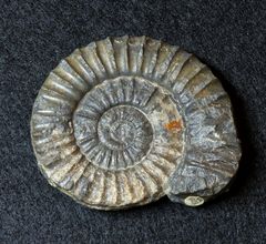 Ammonit aus der Jurazeit - Arnioceras oppeli
