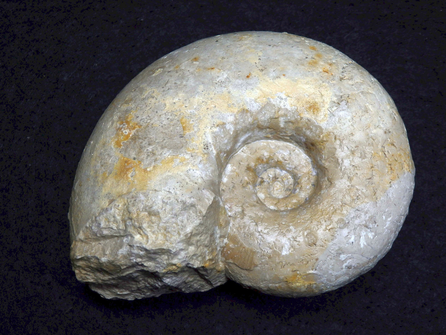 Ammonit aus der Jurazeit Aspidoceras sp. Foto & Bild sonstiges