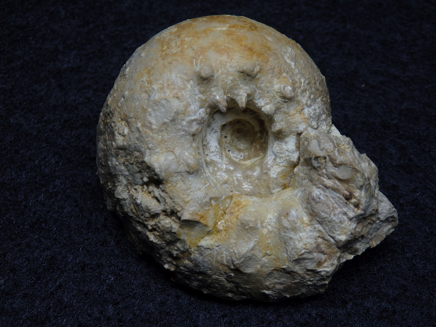 Ammonit aus der Jurazeit Aspidoceras sp. Foto & Bild sonstiges