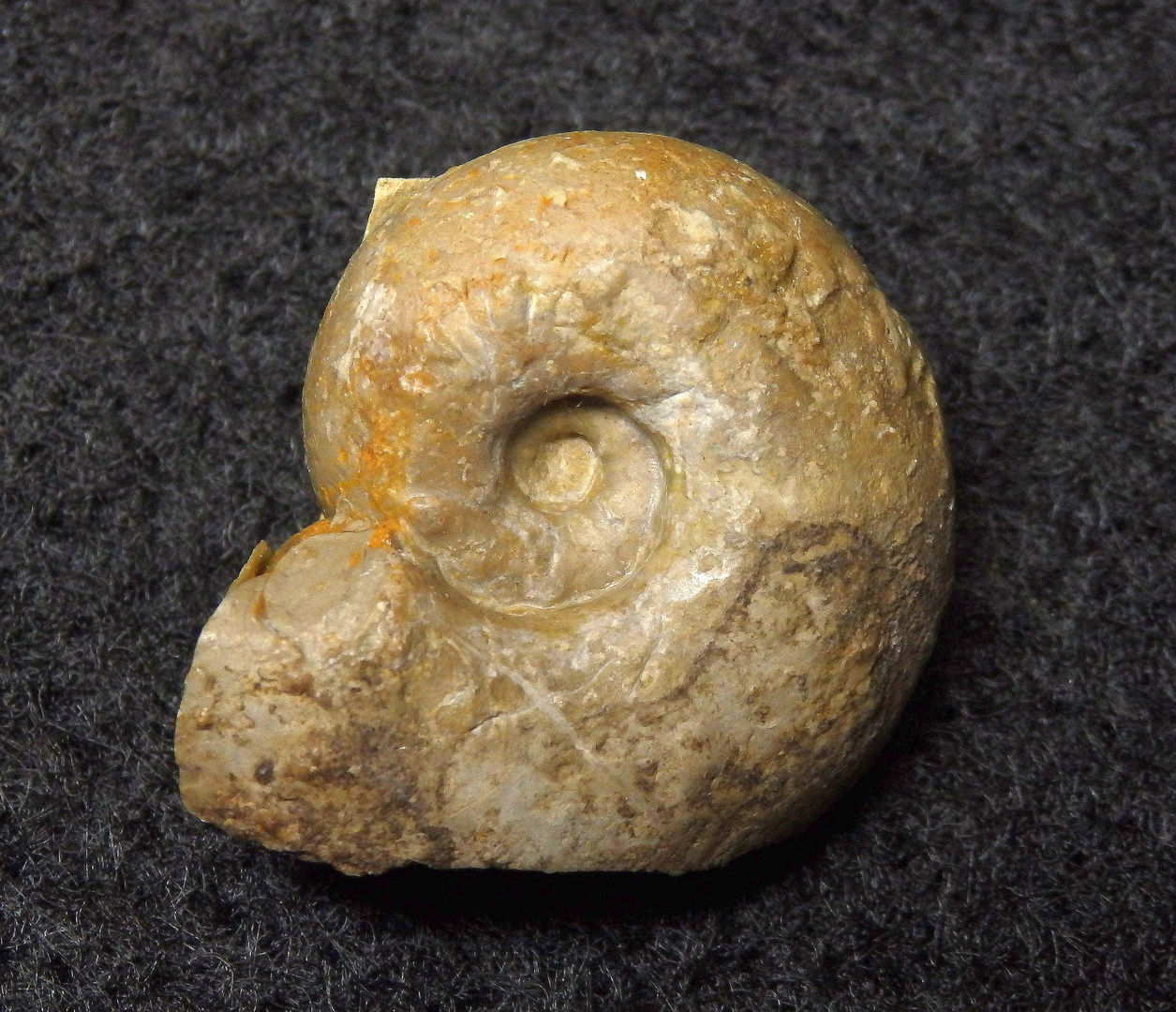 Ammonit aus der Jurazeit Aspidoceras sp. Foto & Bild sonstiges