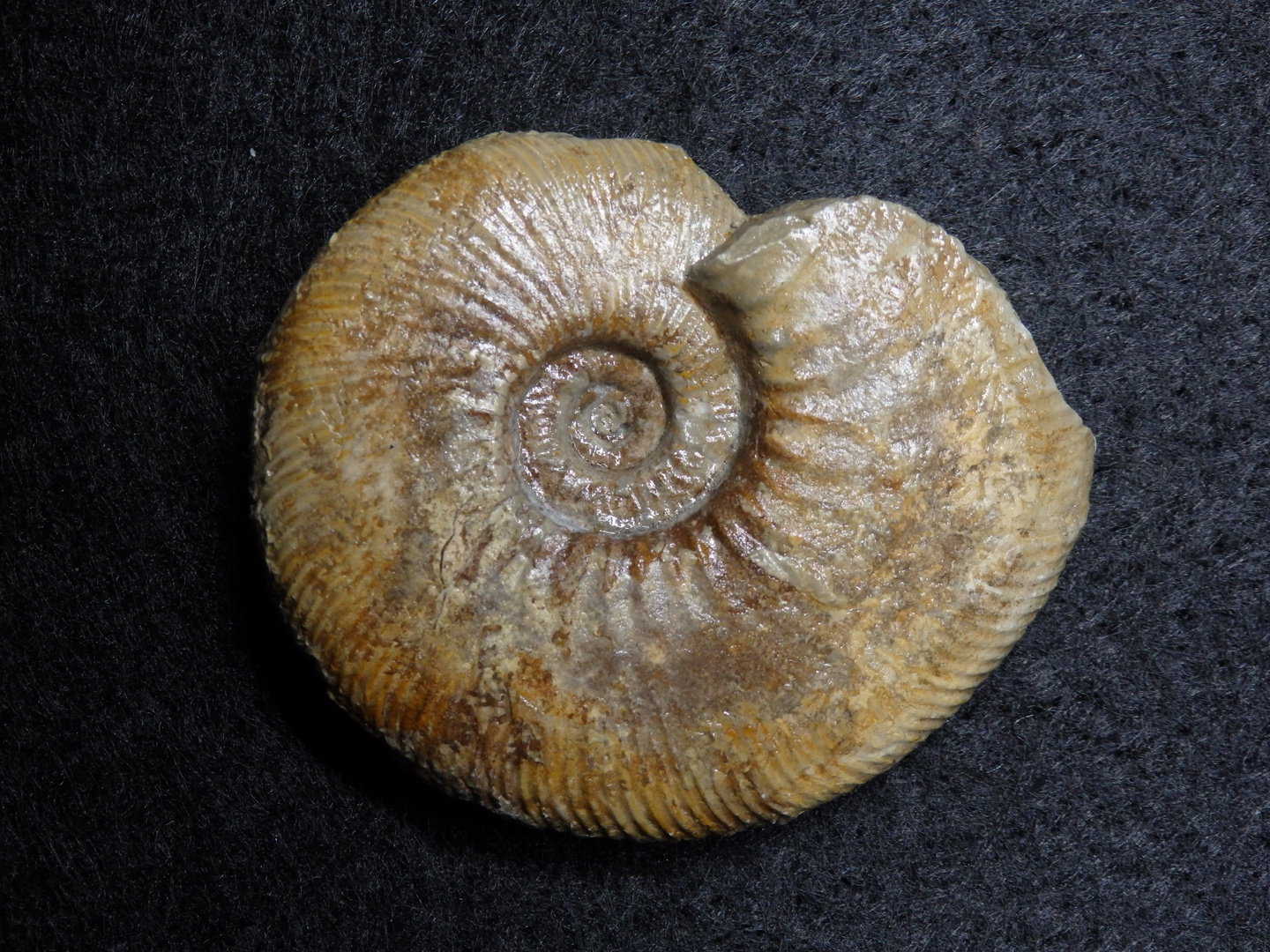 Ammonit aus der Jurazeit - Ataxioceras sp.