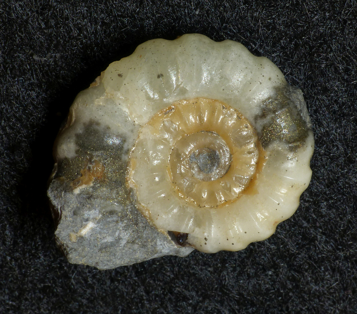 Ammonit aus der Jurazeit - Bifericeras sp.