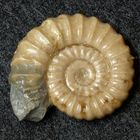 Ammonit aus der Jurazeit - Bifericeras sp.