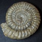 Ammonit aus der Jurazeit - Coroniceras coronaries