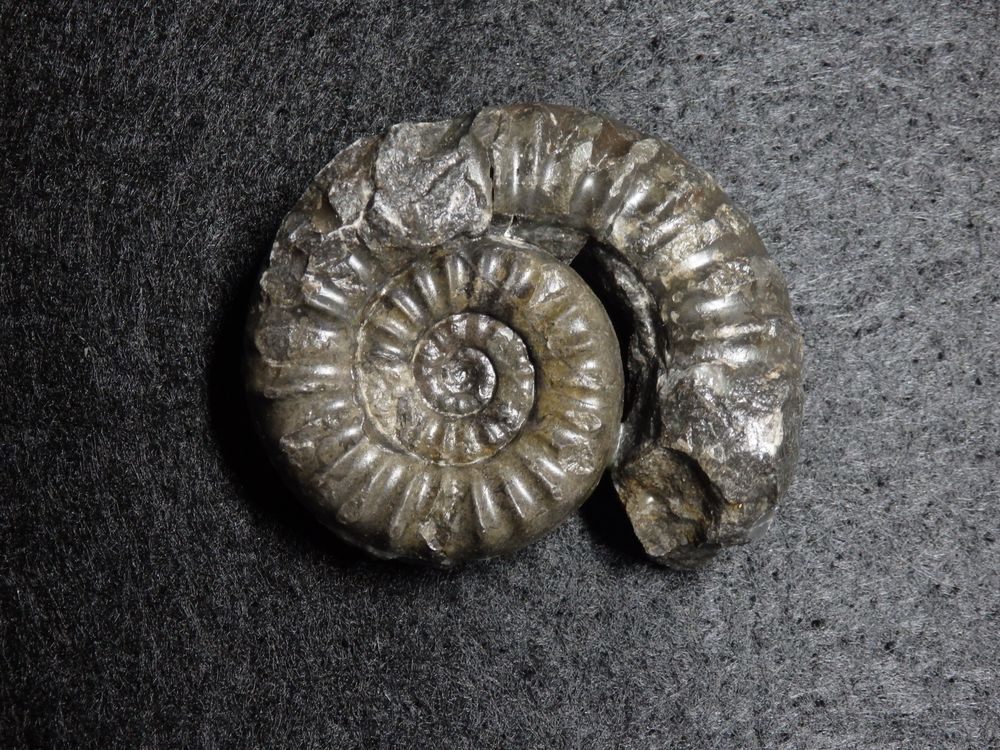 Ammonit aus der Jurazeit - Coroniceras rotiforme