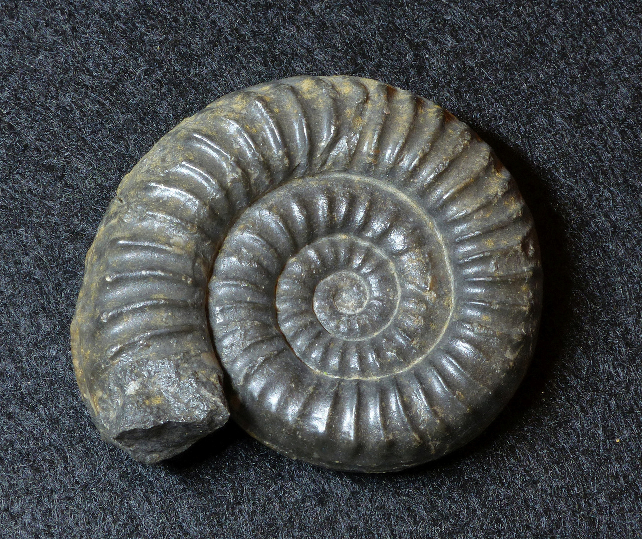 Ammonit aus der Jurazeit - Coroniceras schloenbachi