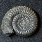Ammonit aus der Jurazeit - Coroniceras schloenbachi