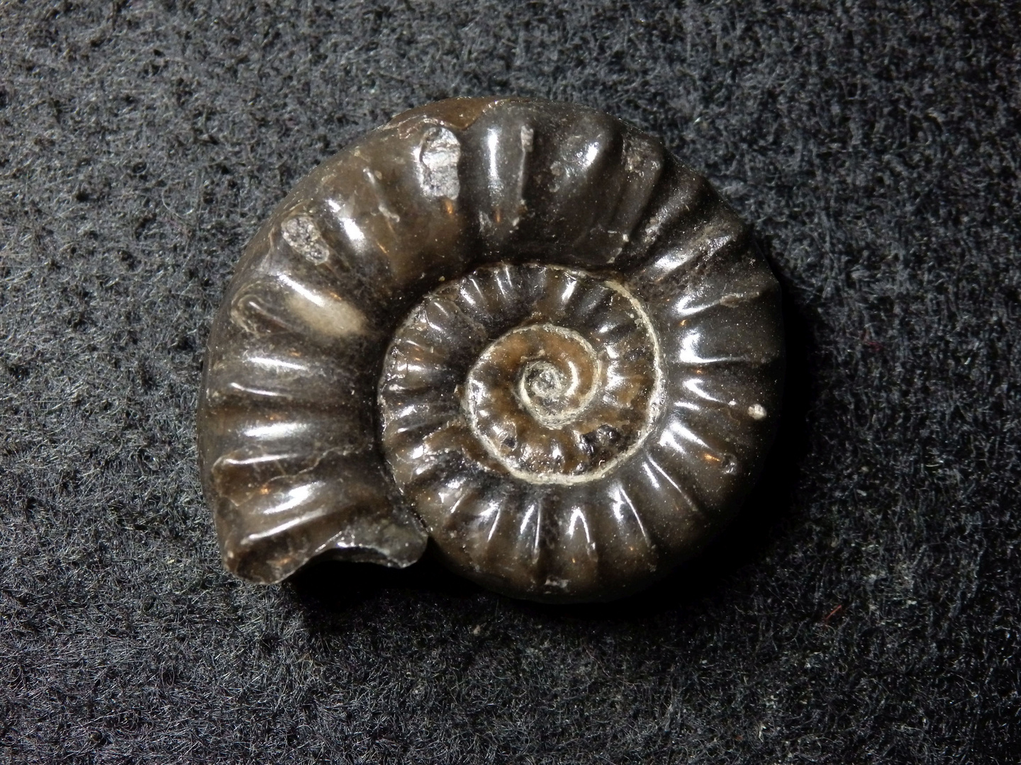 Ammonit aus der Jurazeit - Coroniceras sp.