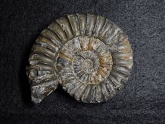 Ammonit aus der Jurazeit - Coroniceras sp. 