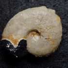 Ammonit aus der Jurazeit - Creniceras dentatum