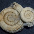 Ammonit aus der Jurazeit - Dactylioceras athleticum