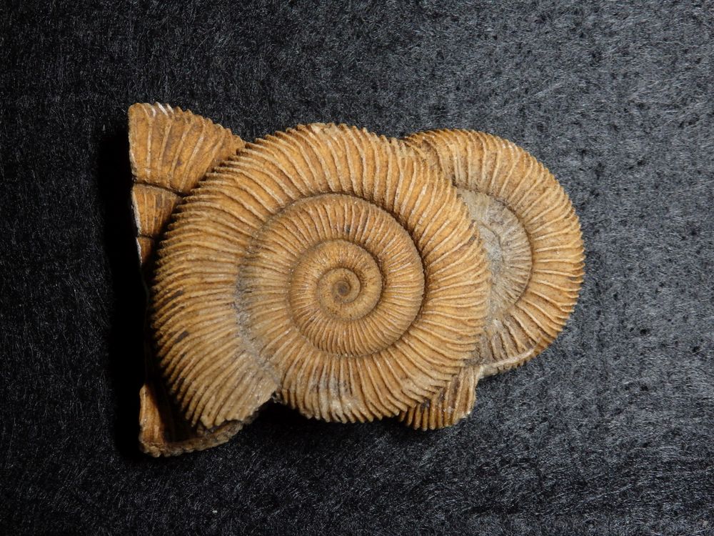 Ammonit aus der Jurazeit - Dactylioceras athleticum