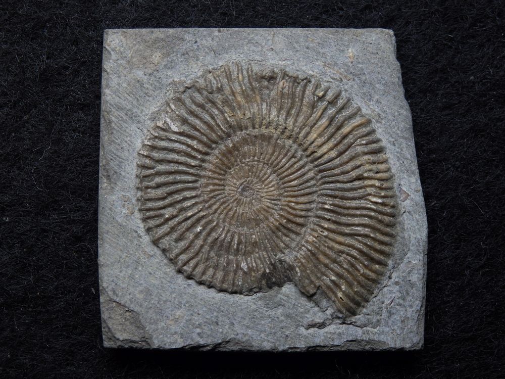 Ammonit aus der Jurazeit - Dactylioceras commune