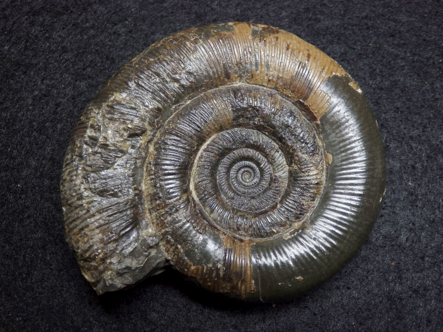 Ammonit aus der Jurazeit - Dactylioceras tenuicostatum