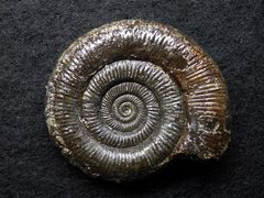 Ammonit aus der Jurazeit - Dactylioceras tenuicostatum