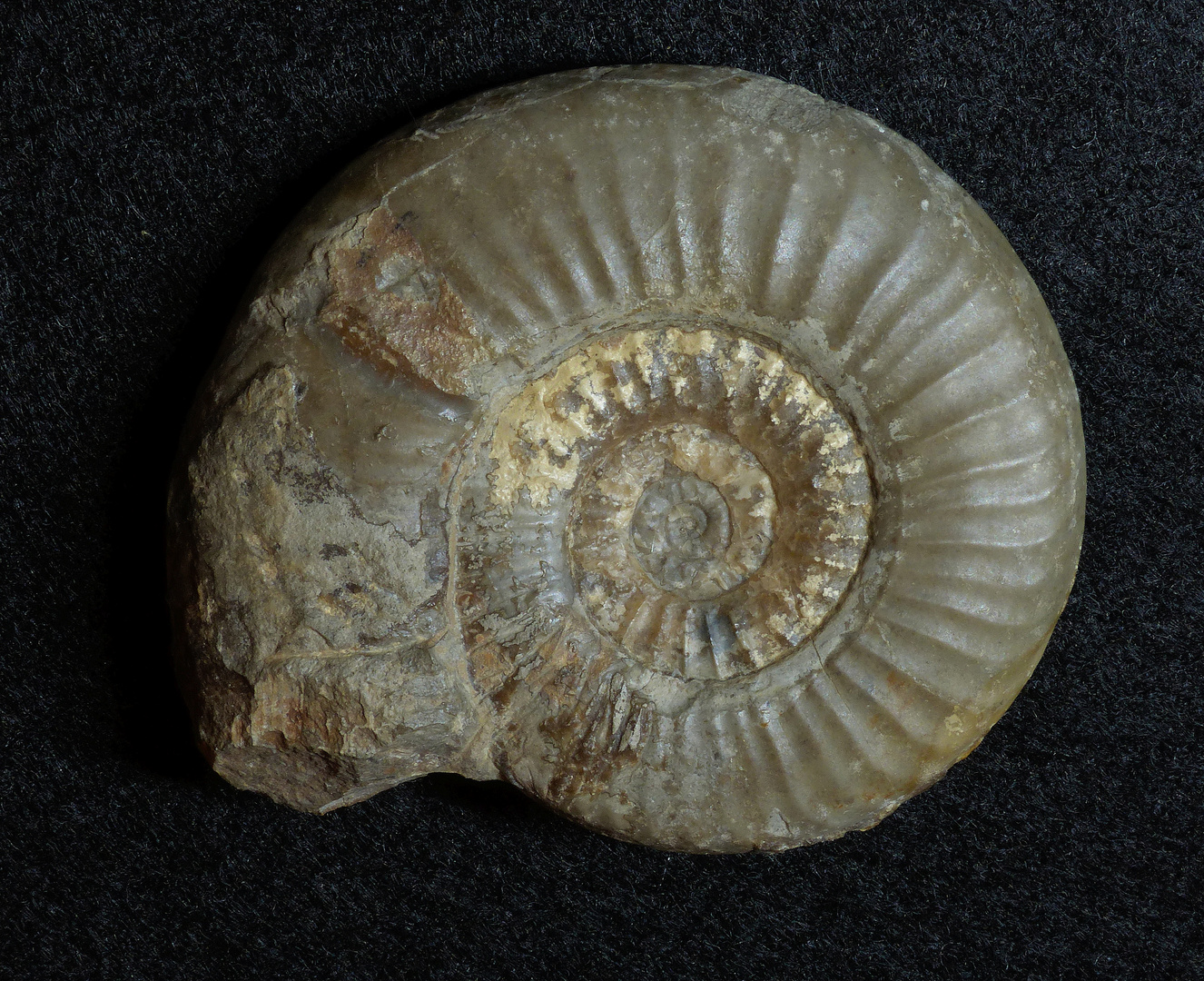 Ammonit aus der Jurazeit - Dumortieria striatulocostata