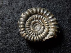 Ammonit aus der Jurazeit - Echioceras raricostatoides
