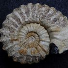 Ammonit aus der Jurazeit - Epipeltoceras bimammatum