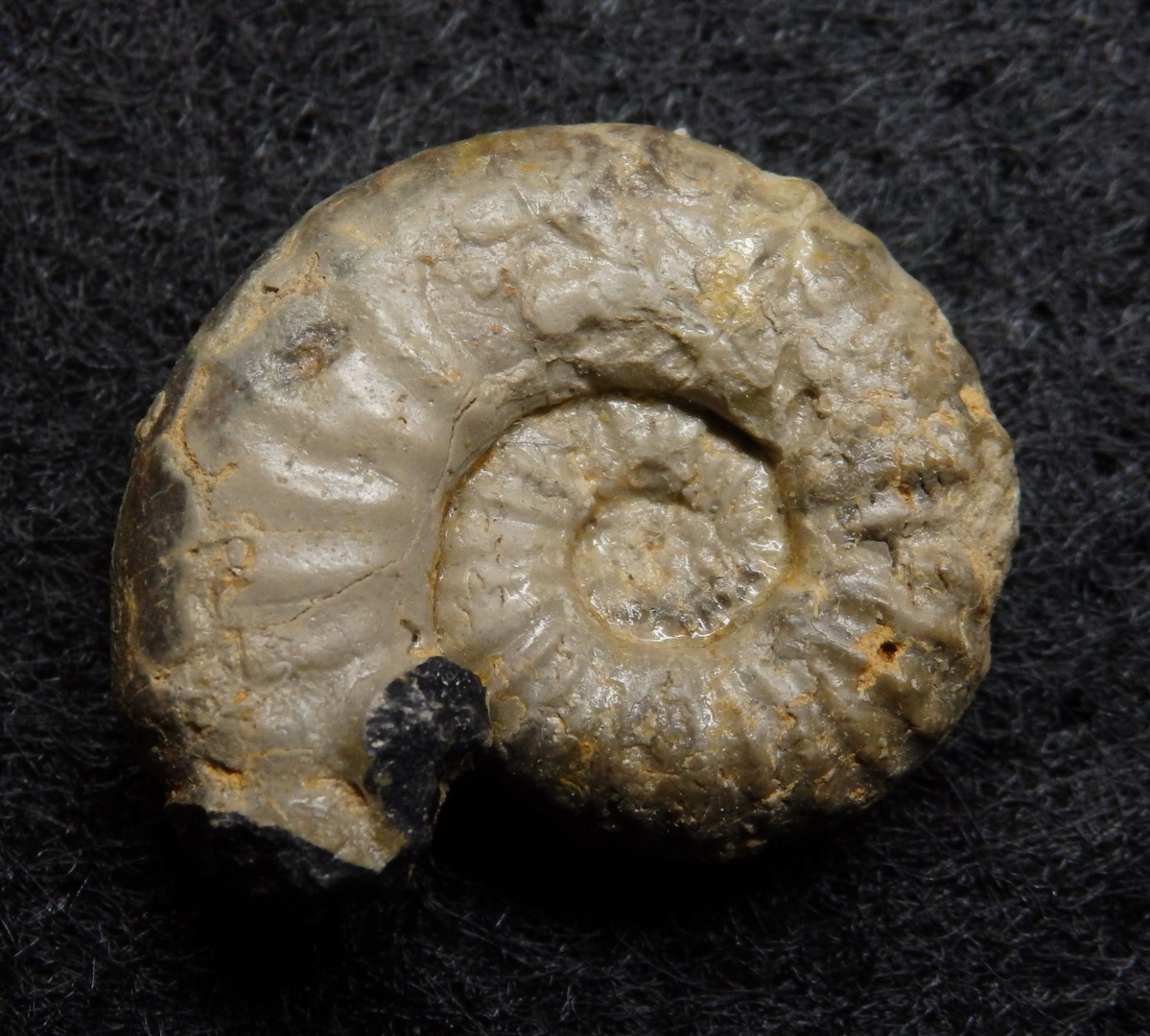 Ammonit aus der Jurazeit - Epipeltoceras semiarmatum
