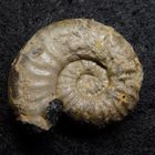 Ammonit aus der Jurazeit - Epipeltoceras semiarmatum