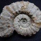 Ammonit aus der Jurazeit - Euaspidoceras babeanum