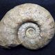 Makrofossilien