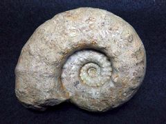 Makrofossilien