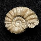 Ammonit aus der Jurazeit - Euaspidoceras schwabi