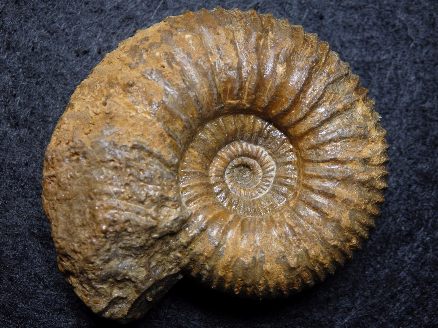 Ammonit aus der Jurazeit - Garantiana (Orthogarantiana) schroederi