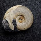 Ammonit aus der Jurazeit - Glochiceras sp.