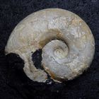 Ammonit aus der Jurazeit - Glochiceras sp.