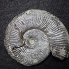 Ammonit aus der Jurazeit - Grammoceras fallaciosum
