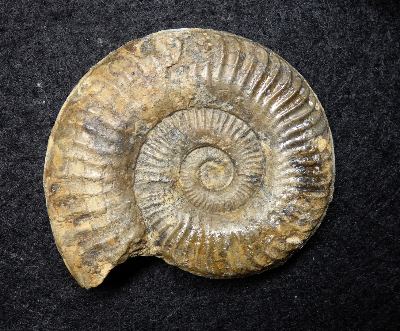 Ammonit aus der Jurazeit - Grammoceras thouarsense