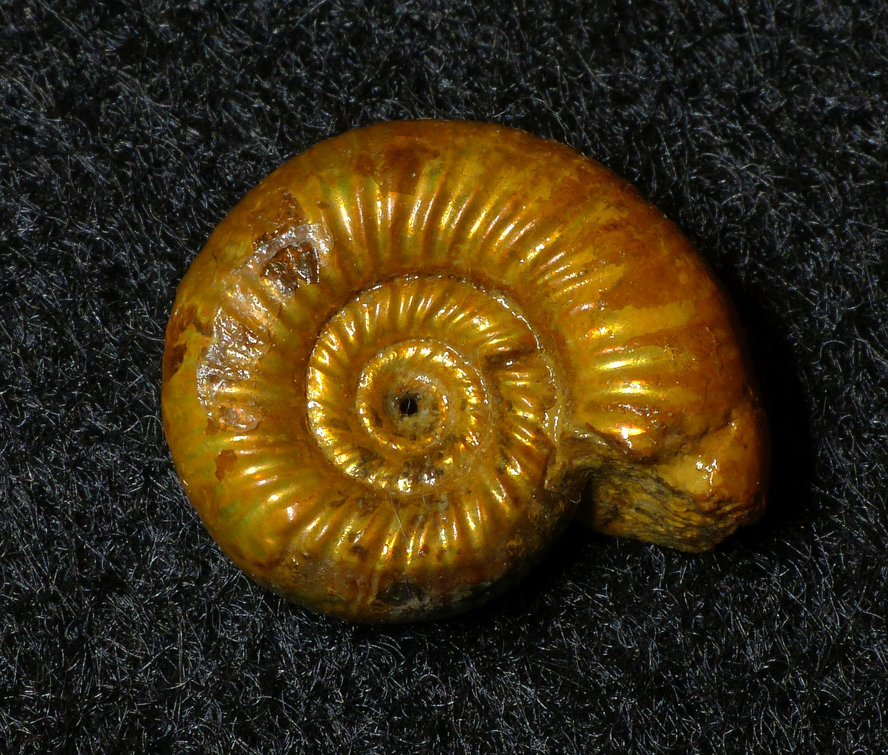 Ammonit aus der Jurazeit - Grossouvria sp.