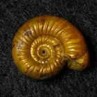 Ammonit aus der Jurazeit - Grossouvria sp.
