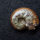 Ammonit aus der Jurazeit - Harpoceras subplanatum