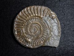 Ammonit aus der Jurazeit - Hildoceras sublevisoni