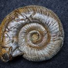 Ammonit aus der Jurazeit - Homoeoplanulites funatus