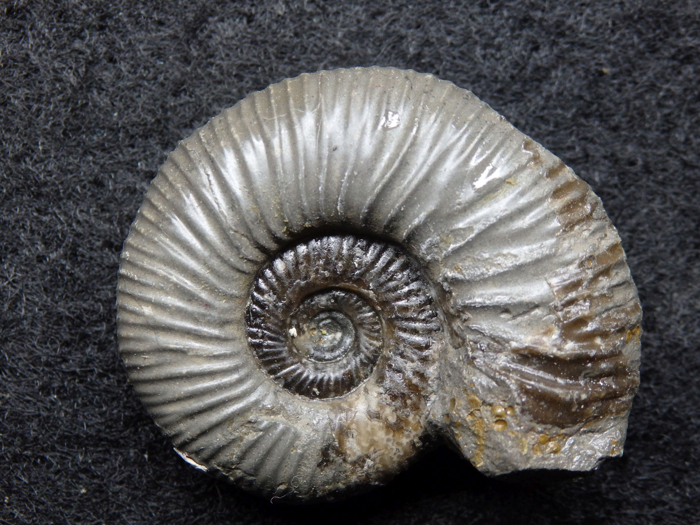Ammonit aus der Jurazeit - Homoeoplanulites sp.