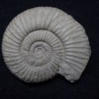 Ammonit aus der Jurazeit - Idoceras planula