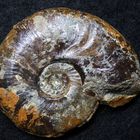 Ammonit aus der Jurazeit - Leioceras comptum