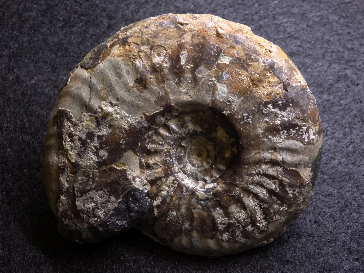 Ammonit aus der Jurazeit - Leioceras comptum
