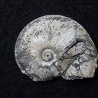 Ammonit aus der Jurazeit - Leioceras opalinum