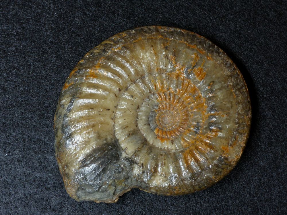 Ammonit aus der Jurazeit - Leptosphinctes cf. coronarius