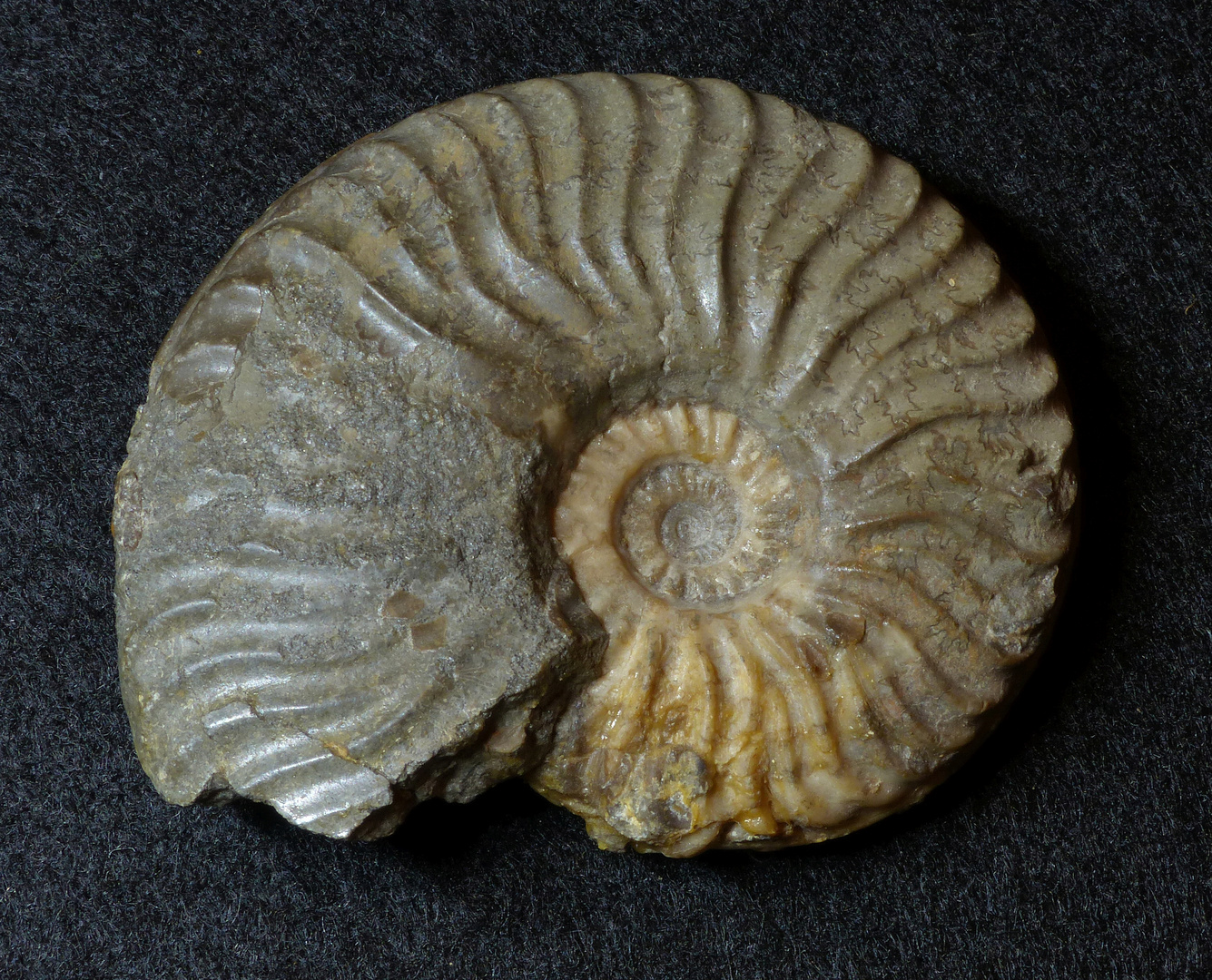 Ammonit aus der Jurazeit - Ludwigia aff. haugi