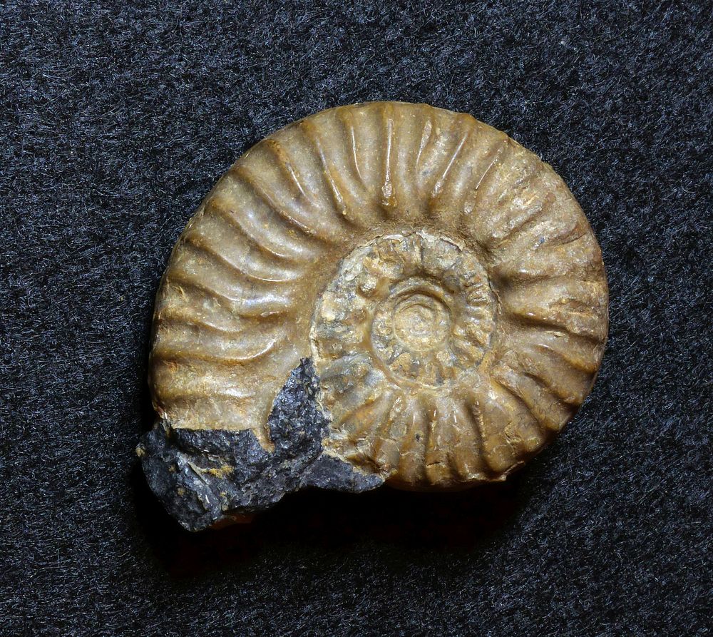 Ammonit aus der Jurazeit - Ludwigia haugi