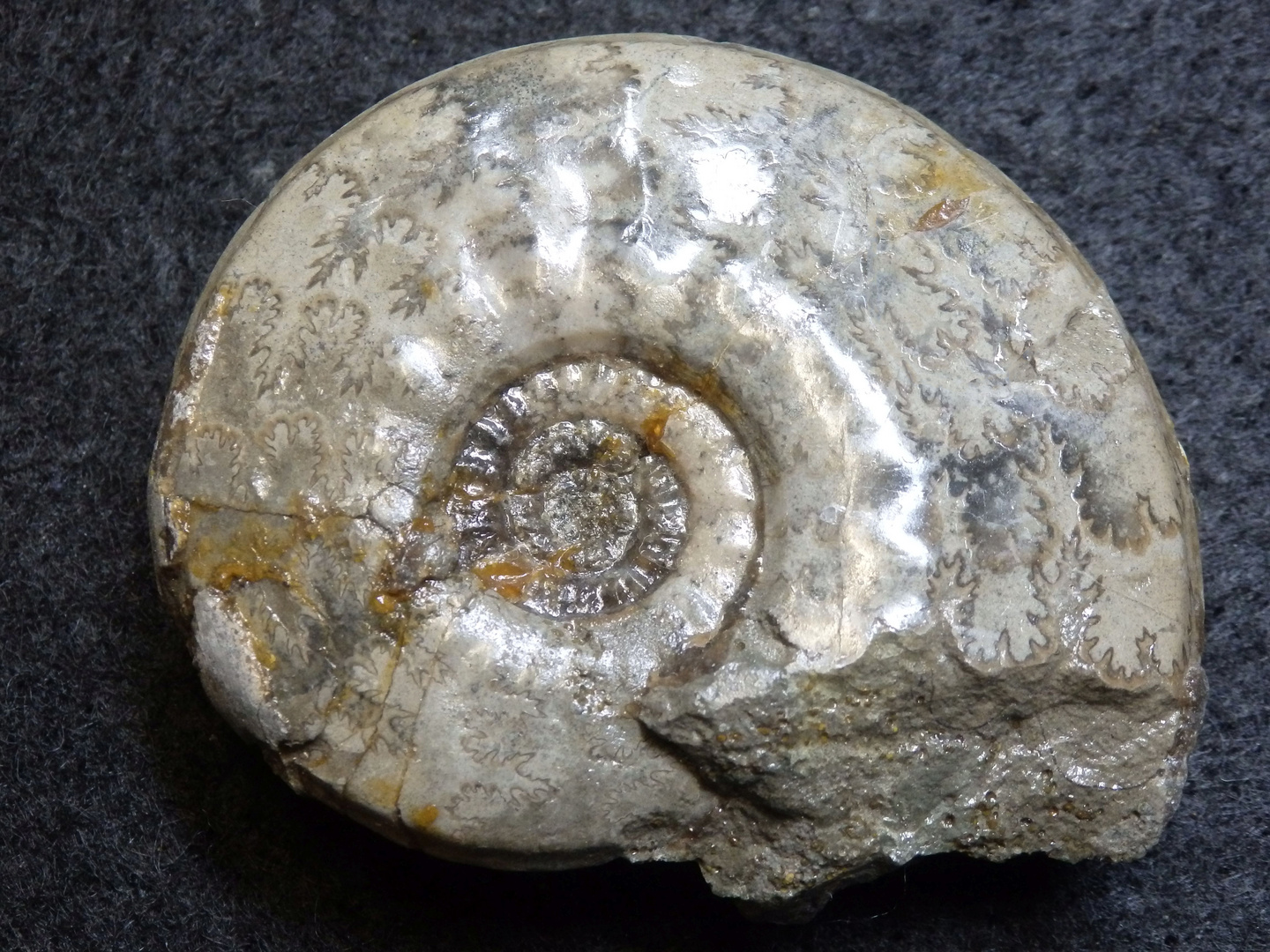 Ammonit aus der Jurazeit - Ludwigia lucyi