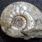 Ammonit aus der Jurazeit - Ludwigia lucyi