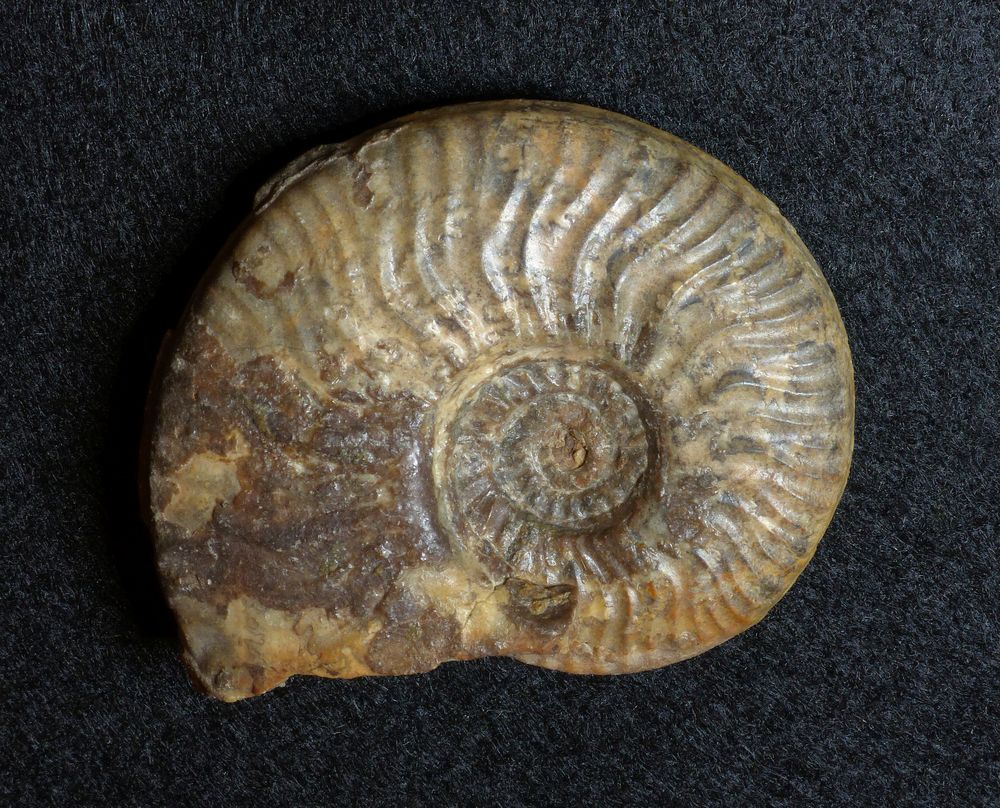 Ammonit aus der Jurazeit - Ludwigia murchisonae