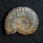 Ammonit aus der Jurazeit - Ludwigia murchisonae